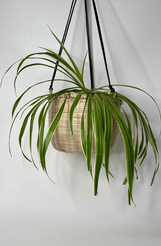 Hanging Plant Basket